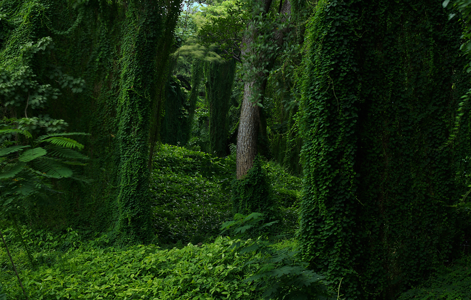 Forest in Cuba I Forest in Cuba I, forest, photo by werner pawlok, cuba, kuba, insel der grossen antillen, morbid, charme, che guevarra, fidel castro, landscape, city, karibik